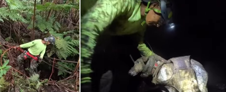 Man rescuing dogs from lava tube